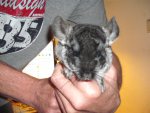chinchilla 005.jpg