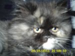 Pepper 009.jpg