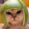 kedi79